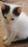 Vários