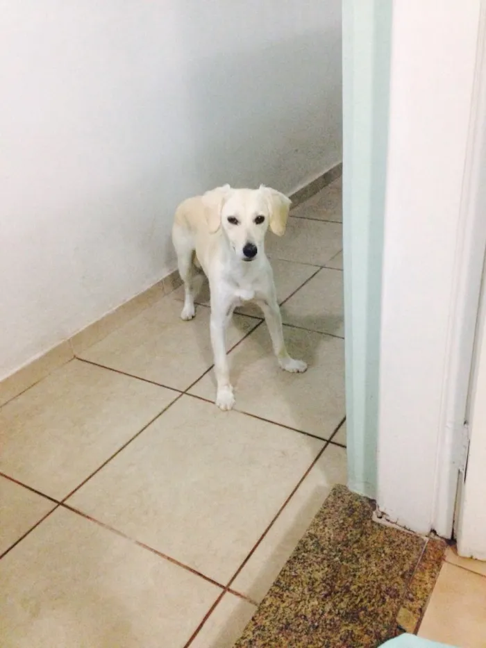 Cachorro raça Srd idade 1 ano nome Sem nome