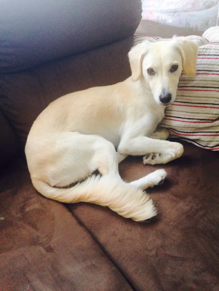 Cachorro raça Srd idade 1 ano nome Sem nome