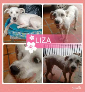 Cachorro raça srd idade 3 anos nome LIZA