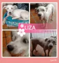 LIZA