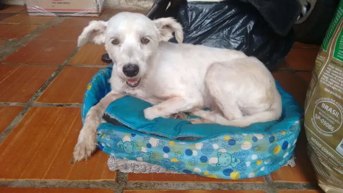 Cachorro ra a srd idade 3 anos nome LIZA