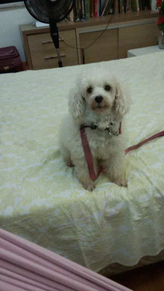 Cachorro ra a Poodle idade 5 anos nome Harry
