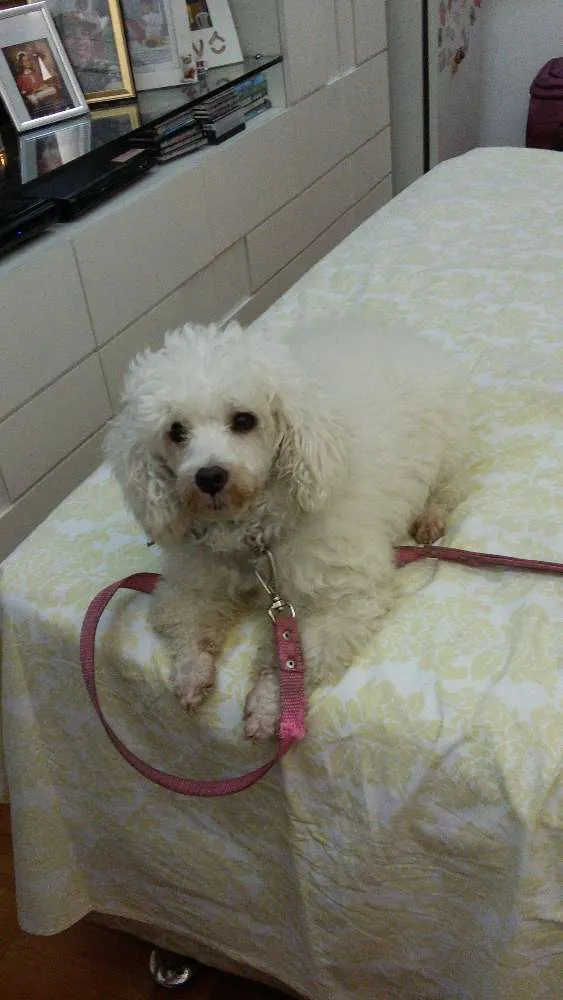 Cachorro ra a Poodle idade 5 anos nome Harry
