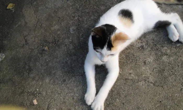Gato raça srd idade 2 a 6 meses nome Nina