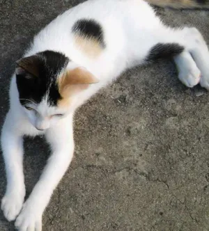 Gato raça srd idade 2 a 6 meses nome Nina