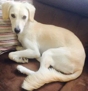 Cachorro raça Srd idade 1 ano nome Sem nome
