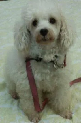 Cachorro raça Poodle idade 5 anos nome Harry