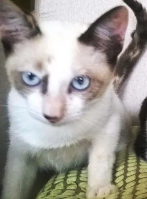 Gato raça Siamês idade 2 a 6 meses nome SAMANTA