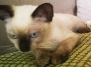 Gato raça Siamês idade 2 a 6 meses nome Belisa