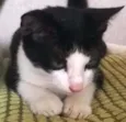 GORDINHO