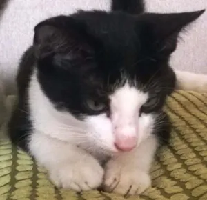 Gato raça SRD idade 2 a 6 meses nome GORDINHO