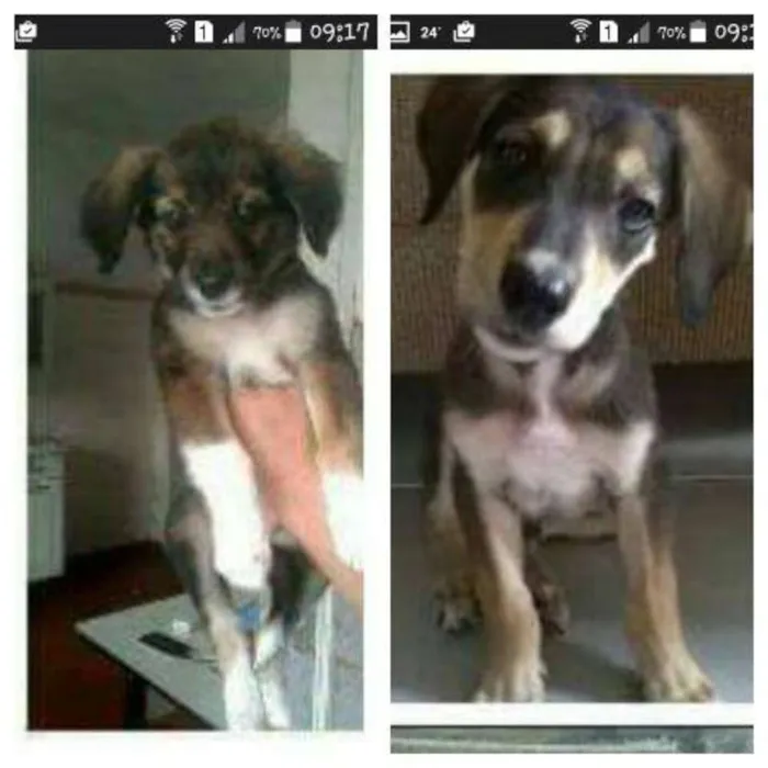 Cachorro ra a viralata idade 2 a 6 meses nome gata e thor 