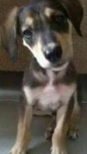Cachorro raça vira lata idade 2 a 6 meses nome thore e princesa