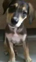 gata e thor 
