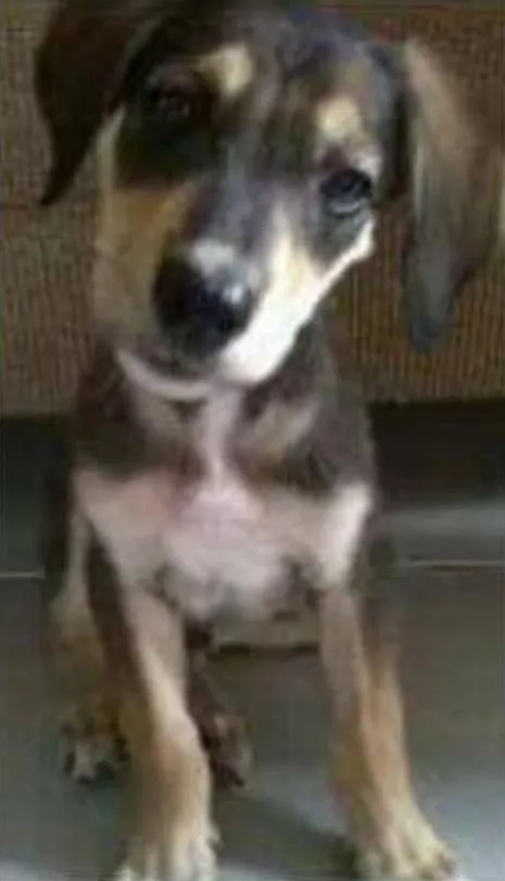 Cachorro ra a viralata idade 2 a 6 meses nome gata e thor 