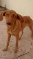 Luana