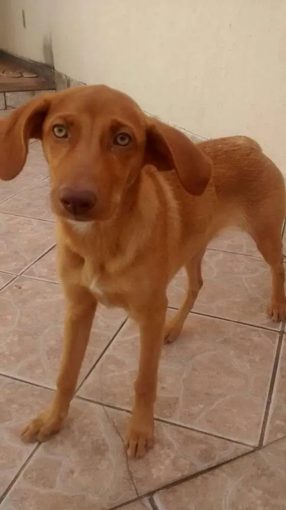 Cachorro ra a vira-lata idade 1 ano nome Luana
