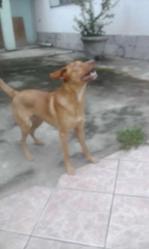 Cachorro ra a vira-lata idade 1 ano nome Luana