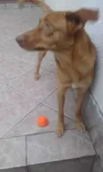Luana