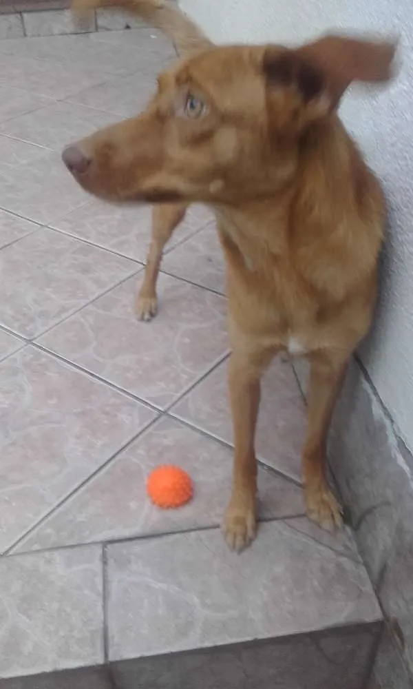 Cachorro ra a vira-lata idade 1 ano nome Luana