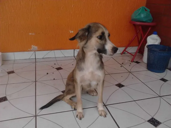 Cachorro raça  idade 1 ano nome Belinha