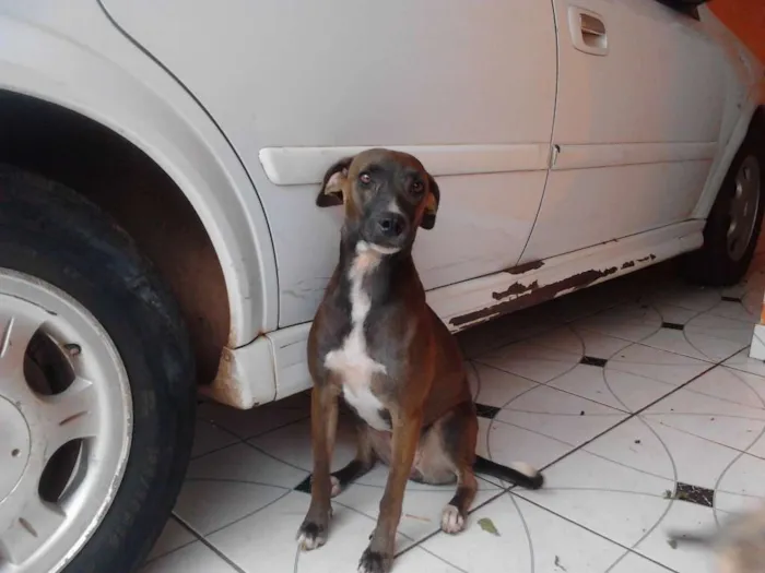 Cachorro raça  idade 1 ano nome Anitta