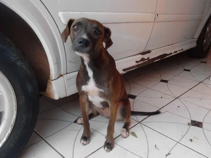 Cachorro raça  idade 1 ano nome Anitta