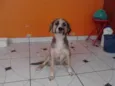 Belinha