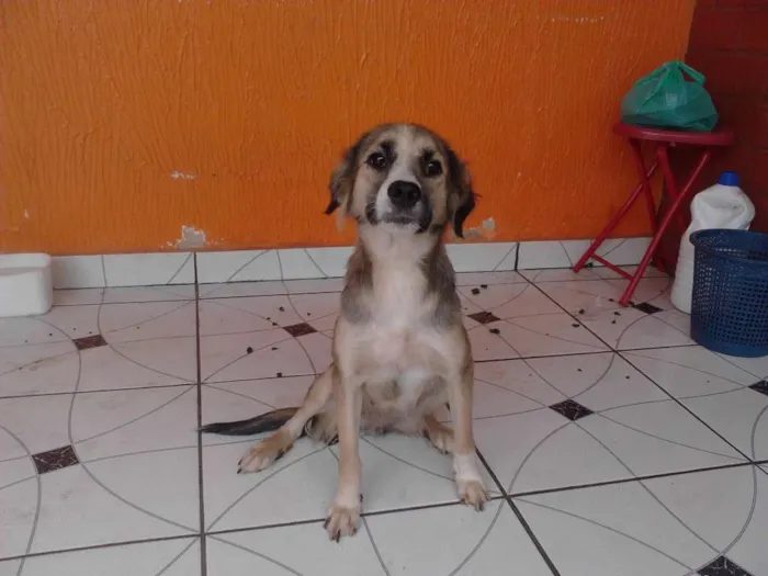 Cachorro raça  idade 1 ano nome Belinha