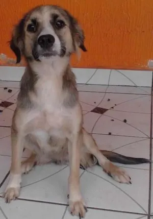 Cachorro raça  idade 1 ano nome Belinha