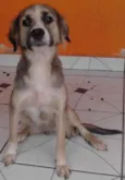 Belinha