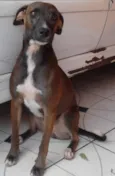 Anitta
