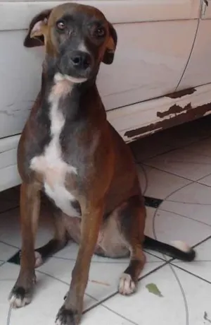 Cachorro raça  idade 1 ano nome Anitta
