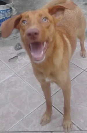 Cachorro raça vira-lata idade 1 ano nome Luana