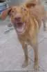 Cachorro raça vira-lata idade 1 ano nome Luana