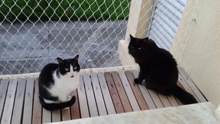 Gato ra a Indefinida idade 3 anos nome Pandora/Évora