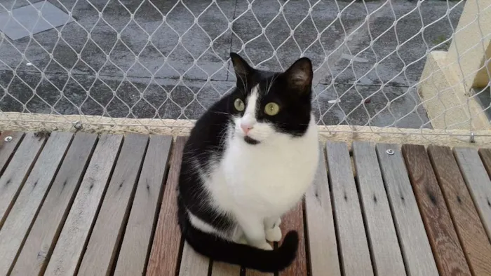 Gato ra a Indefinida idade 3 anos nome Pandora/Évora