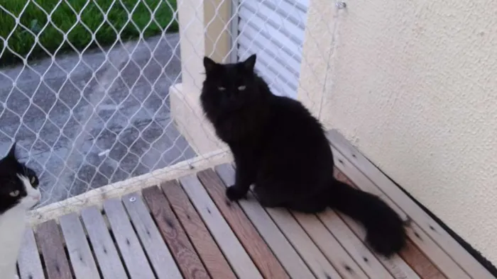 Gato ra a Indefinida idade 3 anos nome Pandora/Évora