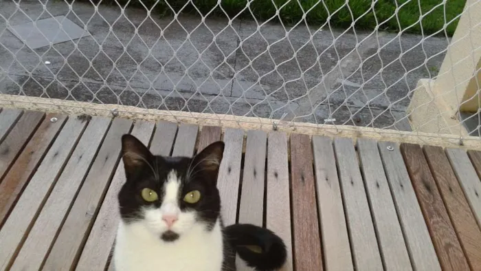 Gato ra a Indefinida idade 3 anos nome Pandora/Évora