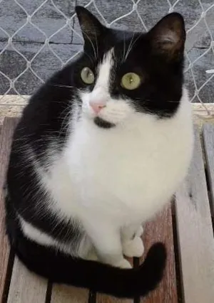 Gato raça Indefinida idade 3 anos nome Pandora/Évora