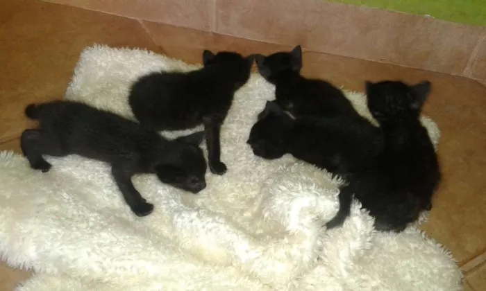 Gato ra a Setter idade Abaixo de 2 meses nome filhote
