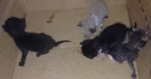Gato raça Não sei  idade Abaixo de 2 meses nome Nao sei