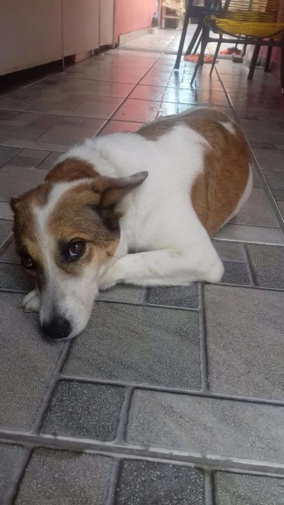 Cachorro ra a Srd idade 5 anos nome Princesa