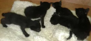 Gato raça Setter idade Abaixo de 2 meses nome filhote