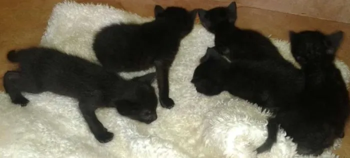 Gato ra a Setter idade Abaixo de 2 meses nome filhote