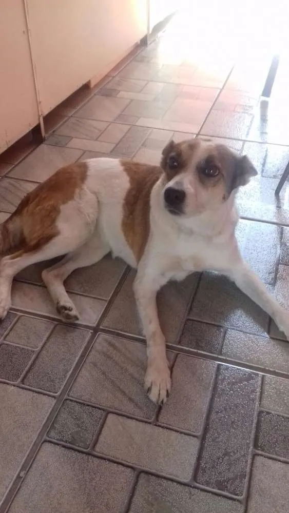 Cachorro ra a Srd idade 5 anos nome Princesa