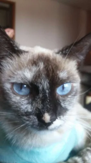 Gato raça SRD idade 7 a 11 meses nome sem nome