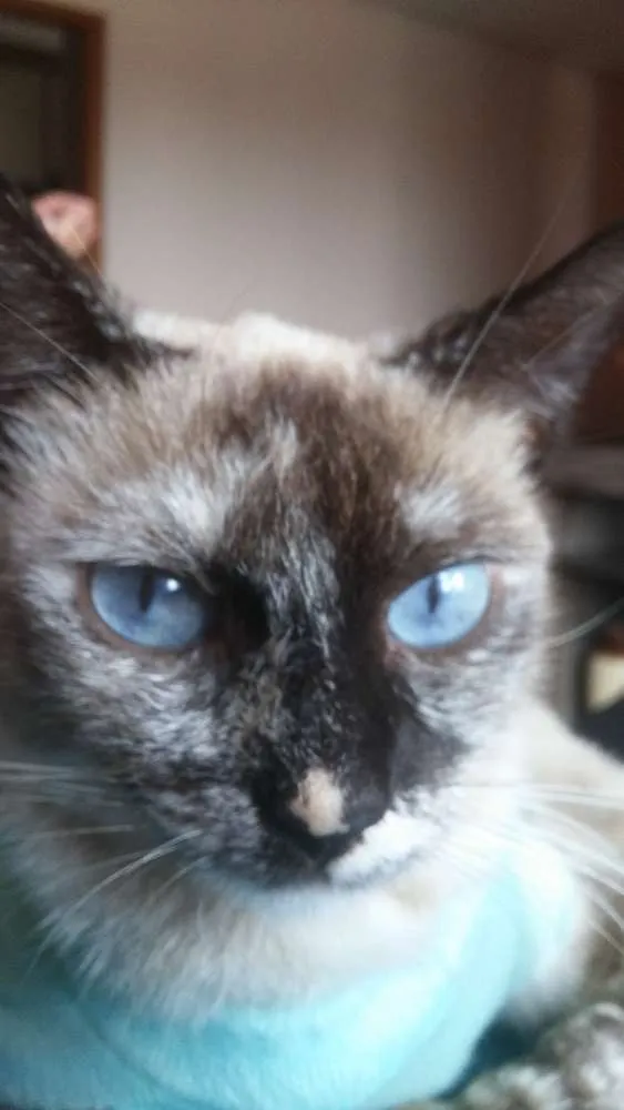 Gato ra a SRD idade 7 a 11 meses nome sem nome