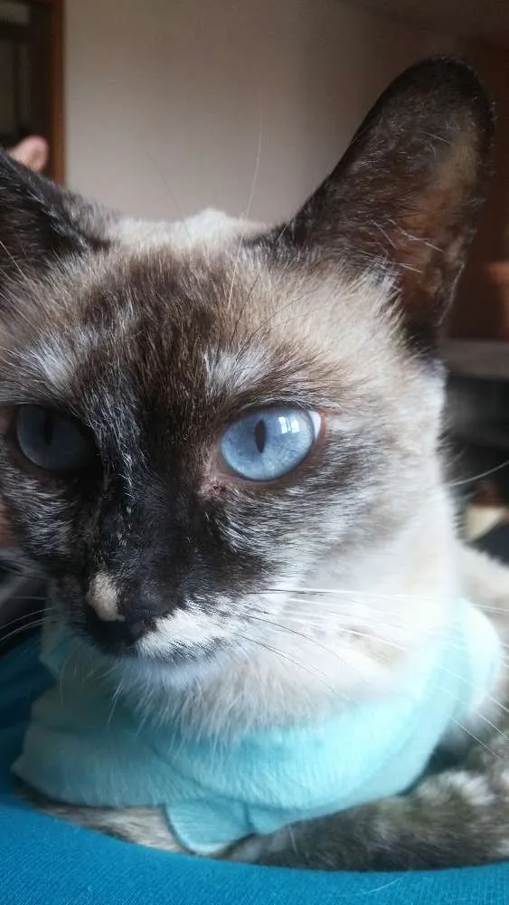 Gato ra a SRD idade 7 a 11 meses nome sem nome